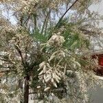 Tamarix africana Flower