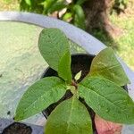 Phytolacca bogotensis Leaf