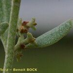 Halimione pedunculata Ďalší