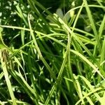 Carex crinita Hostoa