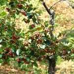 Crataegus persimilis Агульны выгляд