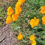 Eschscholzia californicaÕis