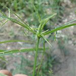 Cyperus zollingeri Floro