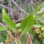 Crataegus douglasii Leaf