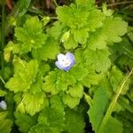 Veronica persica Habit