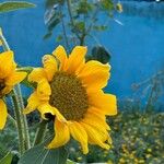 Helianthus giganteusFlower