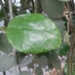 Cissus quadrangularis Yaprak