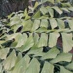 Caryota obtusa Hoja