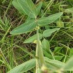 Desmodium canadense Blatt