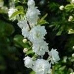 Prunus glandulosa Flor