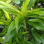 Dianthus barbatus Lehti