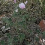 Malva hispanica Hábito