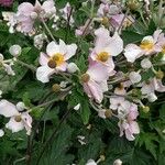 Anemone x hybrida 花
