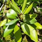 Rhododendron maximum Φύλλο