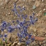 Eryngium triquetrum Vivejo