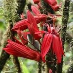 Passiflora quadriglandulosa Цвят