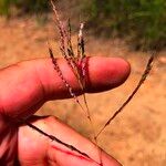 Bothriochloa bladhii Frutto