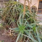 Aloe arborescensBlad