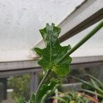 Cephalopentandra ecirrhosa Hoja
