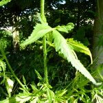 Hibiscus cannabinus Leaf