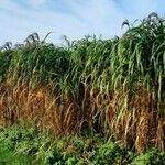 Miscanthus × longiberbis Blad