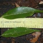 Myrciaria vexator Leaf
