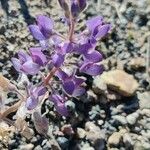 Lupinus formosus Flor