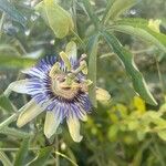 Passiflora caeruleaKvet