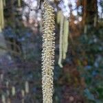 Corylus avellana Fruit