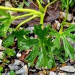 Ranunculus montanus Leaf