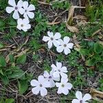Phlox pulvinata Fula