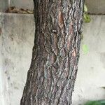 Halleria lucida Corteza