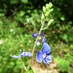 Veronica chamaedrys Blomma