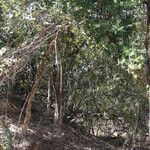 Boscia mossambicensis Hábito