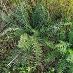 Cynara humilis Habit