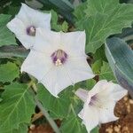 Datura discolor Flor