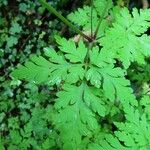 Geranium robertianum Levél