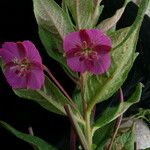 Epilobium conspersum Агульны выгляд