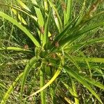 Eryngium paniculatum Levél