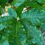 Quercus pontica Blatt