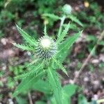 Cirsium altissimum Kvet