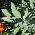 Salvia officinalis Blad