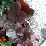 Heuchera sanguineaЛисток