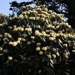 Rhododendron macabeanum Yeri