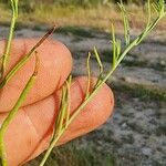 Linaria spartea Feuille