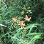 Hypericum pulchrum 花