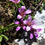 Saxifraga oppositifolia Λουλούδι