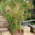 Cyperus papyrus Habitus