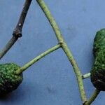 Alnus cordata Rusca