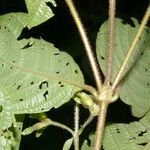 Arachnothryx chaconii Leaf